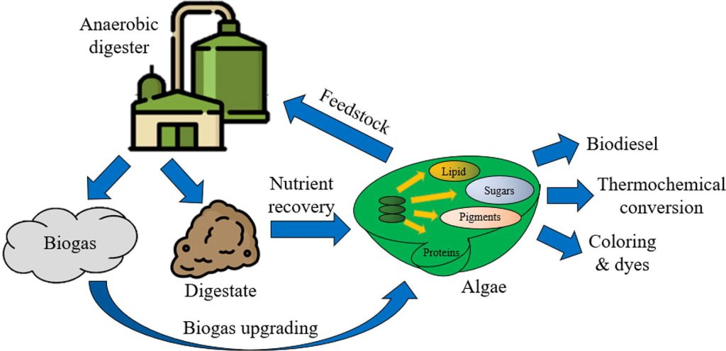 Production cycle of algae with biogas upgrading and nutrient recovery using anaerobic digestion.