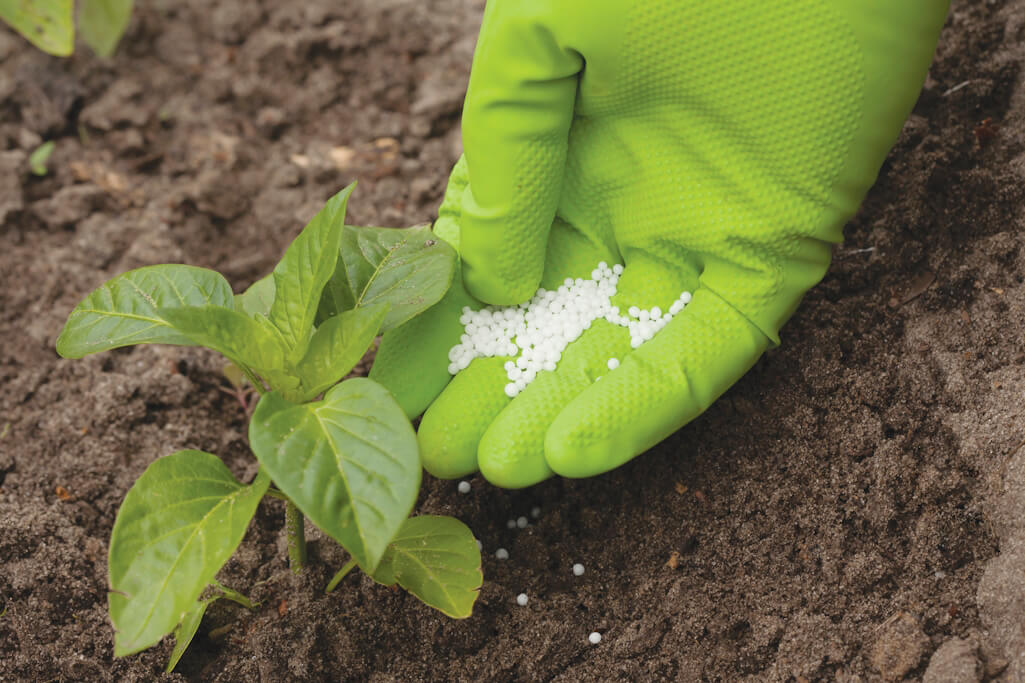 With global food consumption on an upward trend, the market for phosphorus fertilizers could grow well over 5% per year. Image for illustration only. Hand with green garden glove adding fertilizer to plant